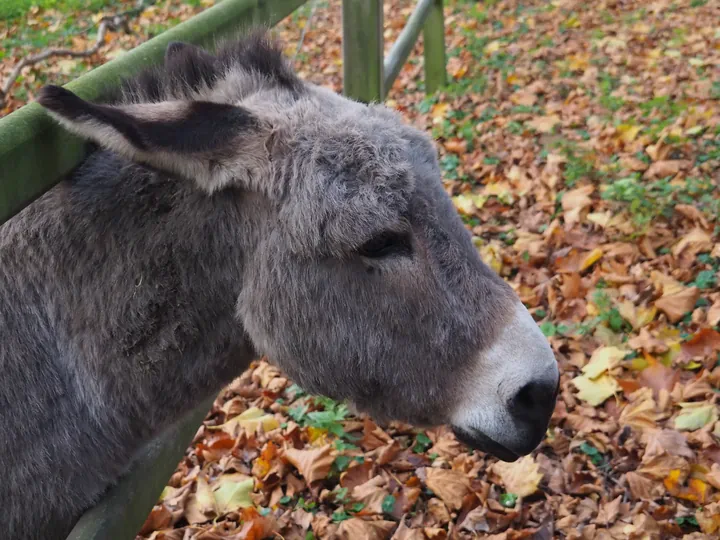 Mullem (Belgium)